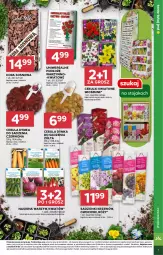 Gazetka promocyjna Stokrotka - Supermarket - Gazetka - ważna od 19.03 do 19.03.2025 - strona 7 - produkty: Cebula, Warzywa, Sos, Owoce, Mięso