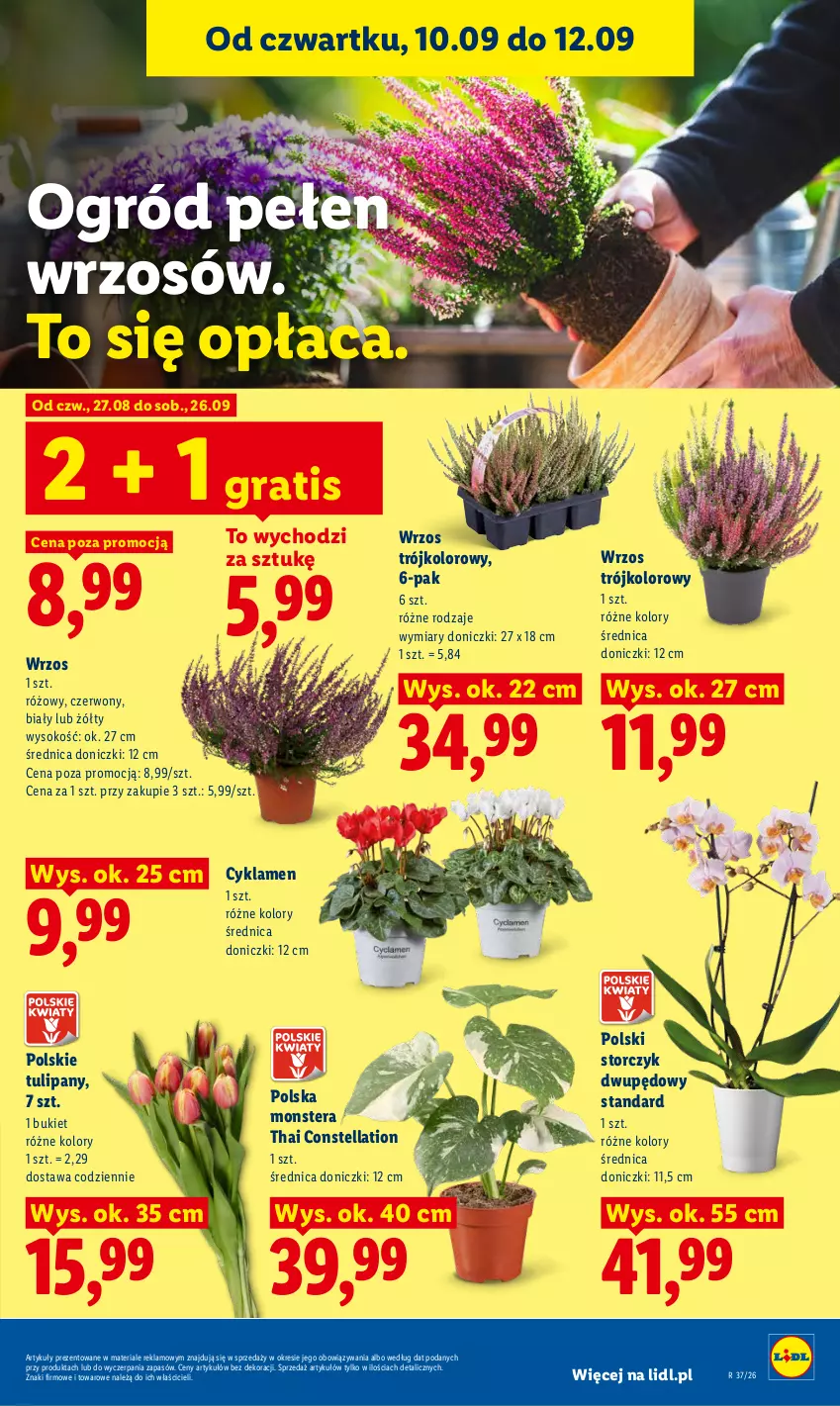 Gazetka promocyjna Lidl - Gazetka ważna od 10.09 do 12.09 - ważna 10.09 do 12.09.2026 - strona 83 - produkty: Bukiet, Cyklamen, Gra, Ogród, Sok, Storczyk, Tera, Tulipan