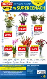 Gazetka promocyjna Lidl - GAZETKA - Gazetka - ważna od 13.08 do 13.08.2022 - strona 63 - produkty: Sok, Por, Gry, Chryzantema, Cień, O nas, Kalanchoe, Storczyk, Mola, Bukiet, Flora, Miecz