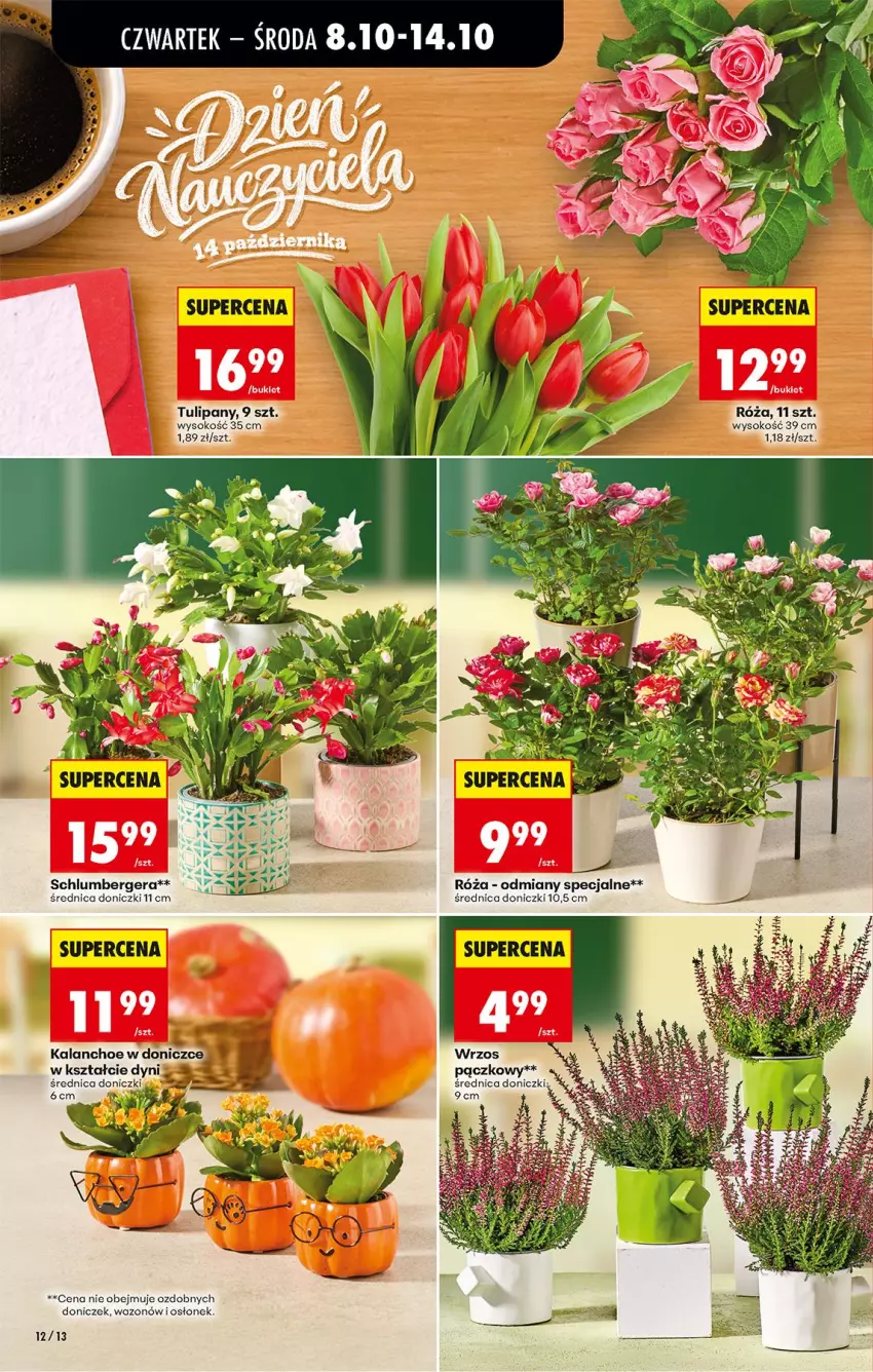 Gazetka promocyjna Biedronka - Od Czwartku - ważna 08.10 do 10.10.2026 - strona 16 - produkty: Kalanchoe, Róża, Ryż, Sok, Tulipan, Wazon