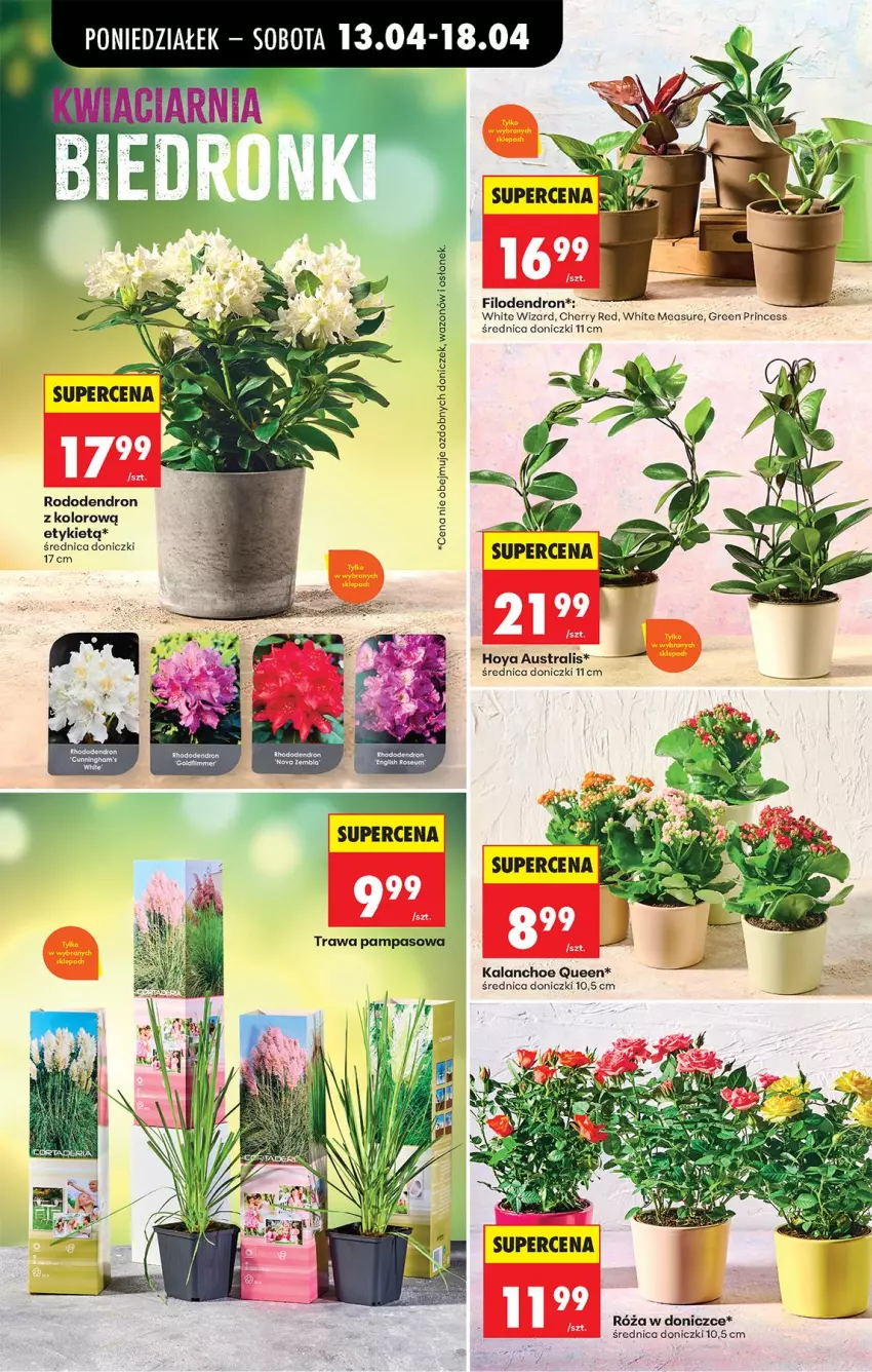 Gazetka promocyjna Biedronka - Od Poniedziałku - ważna 13.04 do 18.04.2026 - strona 83 - produkty: Fa, Kalanchoe, Róża, Wazon