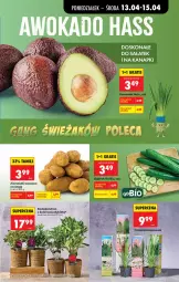 Gazetka promocyjna Biedronka - Od Poniedziałku - Gazetka - ważna od 18.04 do 18.04.2026 - strona 31 - produkty: Ziemniaki, Wazon