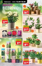 Gazetka promocyjna Biedronka - Od Poniedziałku - Gazetka - ważna od 18.04 do 18.04.2026 - strona 83 - produkty: Róża, Kalanchoe, Wazon, Fa