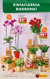Gazetka promocyjna Biedronka - Gazetka - Biedronka.pl - Gazetka - ważna od 28.12 do 28.12.2022 - strona 13 - produkty: Sok, Róża, Wazon, , Storczyk