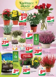 Gazetka promocyjna Dino - Gazetka - Gazetka - ważna od 05.10 do 05.10.2021 - strona 18 - produkty: Róża, Chryzantema, Kalanchoe, Bukiet, Sukulent