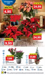 Gazetka promocyjna Lidl - GAZETKA - Gazetka - ważna od 30.11 do 30.11.2022 - strona 66 - produkty: Kaktus, Cień, Gwiazda