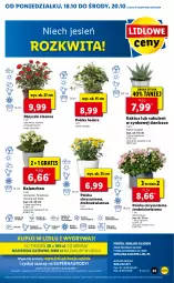 Gazetka promocyjna Lidl - GAZETKA - Gazetka - ważna od 20.10 do 20.10.2021 - strona 45 - produkty: Sok, Por, Gry, Gra, Chryzantema, Kaktus, Cynk, Cień, O nas, Kalanchoe, Mola, Sukulent