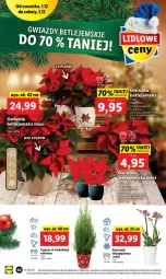 Gazetka promocyjna Lidl - GAZETKA - Gazetka - ważna od 03.12 do 03.12.2022 - strona 62 - produkty: Gwiazda, Storczyk