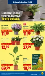 Gazetka promocyjna Lidl - Gazetka ważna od 17.08 do 19.08 - Gazetka - ważna od 19.08 do 19.08.2026 - strona 77 - produkty: Parkside, Kaktus, Nawóz, Sukulent
