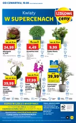 Gazetka promocyjna Lidl - GAZETKA - Gazetka - ważna od 21.08 do 21.08.2021 - strona 55 - produkty: Gry, Inka, Cień, O nas, Storczyk, Mola, Ogród