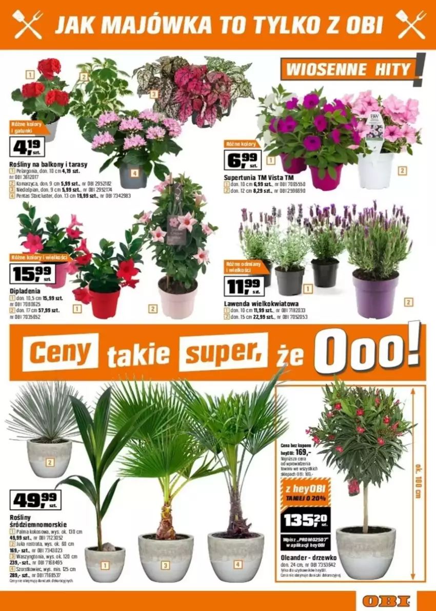 Gazetka promocyjna Obi - ważna 23.04 do 06.05.2025 - strona 12 - produkty: Kokos, Palma