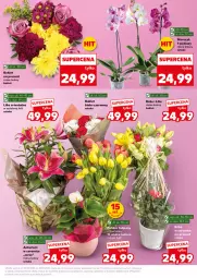 Gazetka promocyjna Kaufland - Mocny Start - Gazetka - ważna od 28.05 do 28.05.2025 - strona 9 - produkty: Ser, Tulipan, Storczyk, Bukiet