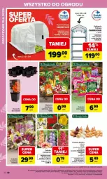 Gazetka promocyjna Carrefour - Gazetka Ogród - Gazetka - ważna od 04.04 do 04.04.2026 - strona 22 - produkty: Cebula, Czosnek, Miecz, Fa