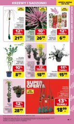 Gazetka promocyjna Carrefour - Gazetka Ogród - Gazetka - ważna od 04.04 do 04.04.2026 - strona 27 - produkty: Borówka, Borówka amerykańska, Laur, Flora