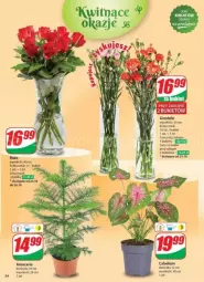Gazetka promocyjna Dino - Gazetka - ważna od 29.10 do 29.10.2024 - strona 50 - produkty: Sok, Bukiet