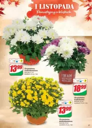 Gazetka promocyjna Dino - Gazetka - ważna od 29.10 do 29.10.2024 - strona 53 - produkty: Sok, Chryzantema