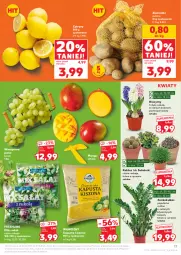 Gazetka promocyjna Kaufland - Gazetka tygodnia - Gazetka - ważna od 04.03 do 04.03.2026 - strona 17 - produkty: Hiacynt, Kaktus, Cytryny, Ziemniaki, Sałat, Winogrona, Wino, Mango, Sukulent