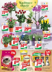 Gazetka promocyjna Dino - Gazetka - Gazetka - ważna od 22.06 do 22.06.2021 - strona 15 - produkty: Róża, Storczyk, Mars, Bukiet