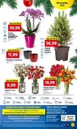 Gazetka promocyjna Lidl - GAZETKA - Gazetka - ważna od 26.11 do 26.11.2022 - strona 63 - produkty: Sok, Por, Gry, Tulipan, Cień, O nas, Storczyk, Mola, Bukiet, Flora, Osłonka