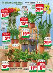 Gazetka promocyjna Dino - Gazetka 18 / 2026 - Gazetka - ważna od 05.05 do 05.05.2026 - strona 65 - produkty: Hama, Sok, NBA, Chia, Palma, Storczyk, Bromelia, Bukiet