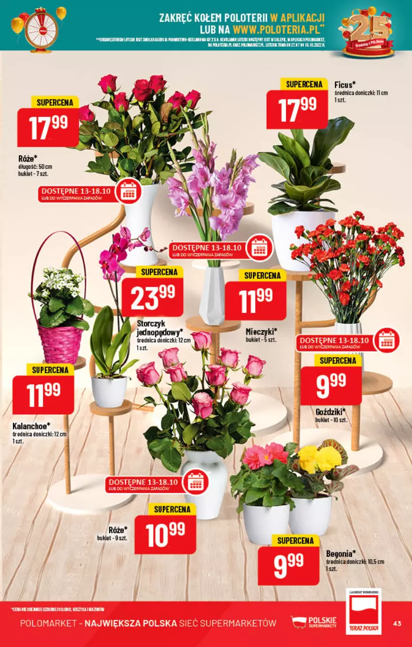 Gazetka promocyjna PoloMarket - Gazetka pomocyjna - ważna 12.10 do 18.10.2022 - strona 43 - produkty: Bukiet, Kalanchoe, Pur