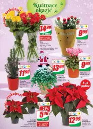 Gazetka promocyjna Dino - Gazetka - Gazetka - ważna od 06.12 do 06.12.2022 - strona 21 - produkty: Sok, Cyklamen, Róża, Gwiazda, Bukiet