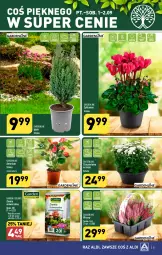 Gazetka promocyjna Aldi - Pełna oferta - Gazetka - ważna od 02.09 do 02.09.2023 - strona 31 - produkty: Sok, Cyklamen