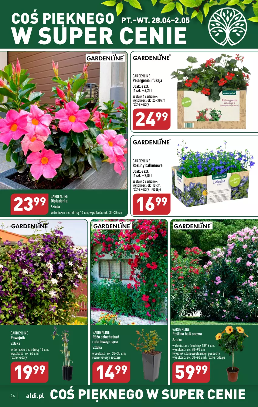 Gazetka promocyjna Aldi - Pełen katalog - ważna 24.04 do 02.05.2023 - strona 24 - produkty: Róża, Sok