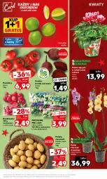 Gazetka promocyjna Kaufland - Mocny Start - Gazetka - ważna od 06.12 do 06.12.2023 - strona 7 - produkty: Ziemniaki, Sałat, Storczyk, Buraki, Limonka, Grunt, Pomidory, Rzodkiewka