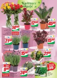 Gazetka promocyjna Dino - Gazetka 19 - Gazetka - ważna od 16.05 do 16.05.2023 - strona 19 - produkty: Sok, Kalanchoe, Bukiet