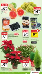 Gazetka promocyjna Intermarche - Gazetka promocyjna - Gazetka - ważna od 23.12 do 23.12.2025 - strona 33 - produkty: Gra, Borówka, Szlumbergera, Wino