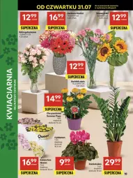 Gazetka promocyjna Delikatesy Centrum - Franczyza DC31 Czwartek - Gazetka - ważna od 06.08 do 06.08.2025 - strona 18 - produkty: Cyklamen, Gerber, Róża, Chryzantema, Kalanchoe, Bukiet