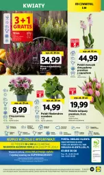 Gazetka promocyjna Lidl - GAZETKA - Gazetka - ważna od 07.10 do 07.10.2023 - strona 51 - produkty: Sok, Por, Gry, Gra, Tulipan, Chryzantema, Cień, O nas, Storczyk, Mola, Bukiet