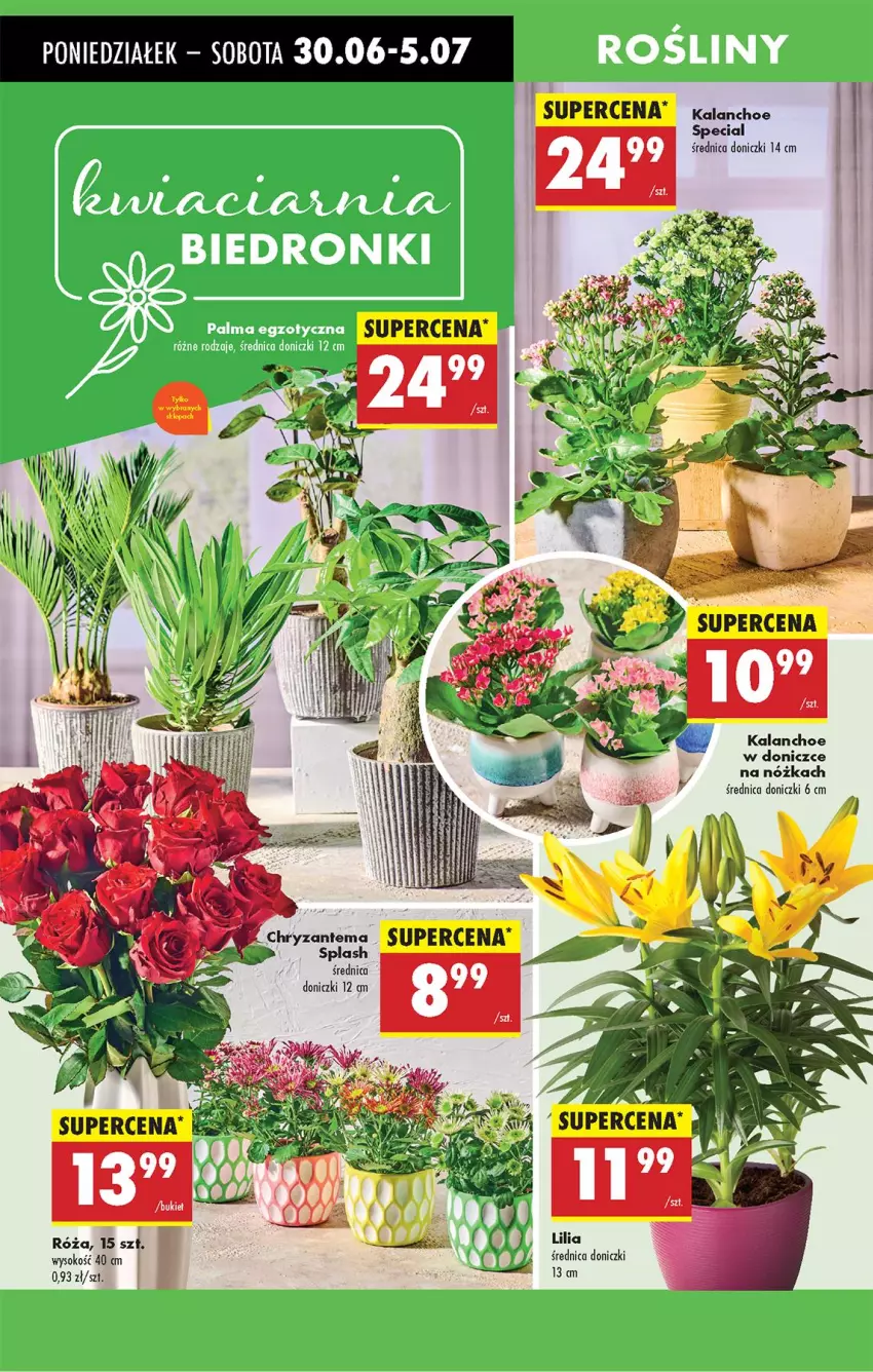 Gazetka promocyjna Biedronka - Od Poniedziałku - ważna 30.06 do 05.07.2025 - strona 76 - produkty: Chryzantema, Fa, Kalanchoe, Róża, Ser, Sok