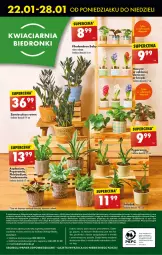 Gazetka promocyjna Biedronka - Od poniedzialku - Gazetka - ważna od 27.01 do 27.01.2024 - strona 59 - produkty: Halo, Gra, Telefon, Papier, Rama, Kosz, Napoje, Fa