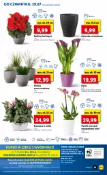 Gazetka promocyjna Lidl - GAZETKA - Gazetka - ważna od 31.07 do 31.07.2021 - strona 55 - produkty: Gry, Gerber, Cień, O nas, Kalanchoe, Storczyk, Mola, Osłonka