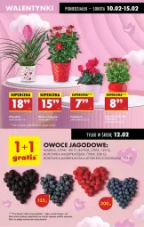 Gazetka promocyjna Biedronka - Od Poniedziałku - Gazetka - ważna od 15.02 do 15.02.2025 - strona 25 - produkty: Por, Borówka, Borówka amerykańska, Owoce