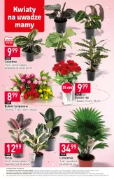 Gazetka promocyjna Stokrotka - Supermarket - Gazetka - ważna od 17.01 do 17.01.2024 - strona 6 - produkty: Warzywa, Sok, Tulipan, Bukiet, Owoce, Mięso