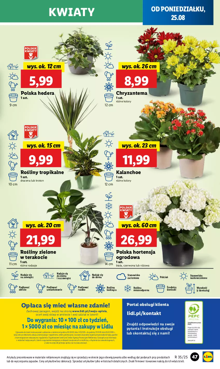 Gazetka promocyjna Lidl - GAZETKA - ważna 25.08 do 27.08.2025 - strona 53 - produkty: Chryzantema, Cień, Gra, Kalanchoe, Koc, Laur, Mola, O nas, Por, Portal, Sok, Tera