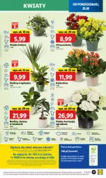 Gazetka promocyjna Lidl - GAZETKA - Gazetka - ważna od 27.08 do 27.08.2025 - strona 53 - produkty: Sok, Por, Koc, Gra, Chryzantema, Cień, O nas, Portal, Kalanchoe, Tera, Laur, Mola