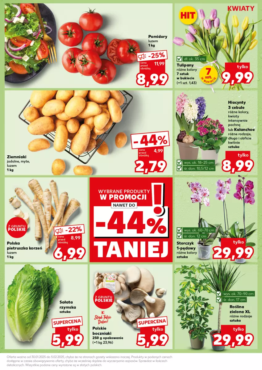 Gazetka promocyjna Kaufland - Mocny Start - ważna 03.02 do 05.02.2025 - strona 15 - produkty: Boczniak, Hiacynt, Kalanchoe, Pietruszka, Pomidory, Sałat, Tulipan, Ziemniaki