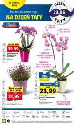 Gazetka promocyjna Lidl - GAZETKA - Gazetka - ważna od 26.06 do 26.06.2022 - strona 46 - produkty: Sok, Por, Cień, O nas, Storczyk, Flora