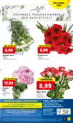 Gazetka promocyjna Lidl - GAZETKA - Gazetka - ważna od 26.06 do 26.06.2022 - strona 47 - produkty: Piwo, Gry, Gerber, Mola, Bukiet