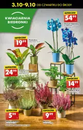 Gazetka promocyjna Biedronka - Od Czwartku - Gazetka - ważna od 09.10 do 09.10.2024 - strona 53 - produkty: Tera, Wazon, Storczyk