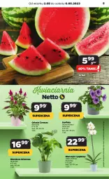 Gazetka promocyjna Netto - Artykuły spożywcze - Gazetka - ważna od 10.05 do 10.05.2023 - strona 5 - produkty: Surf, Tera, Storczyk, Arbuz