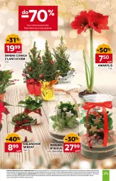 Gazetka promocyjna Stokrotka - Supermarket - Gazetka - ważna od 28.12 do 28.12.2025 - strona 11 - produkty: Warzywa, Amarylis, Kalanchoe, Owoce, Skrzat, Mięso