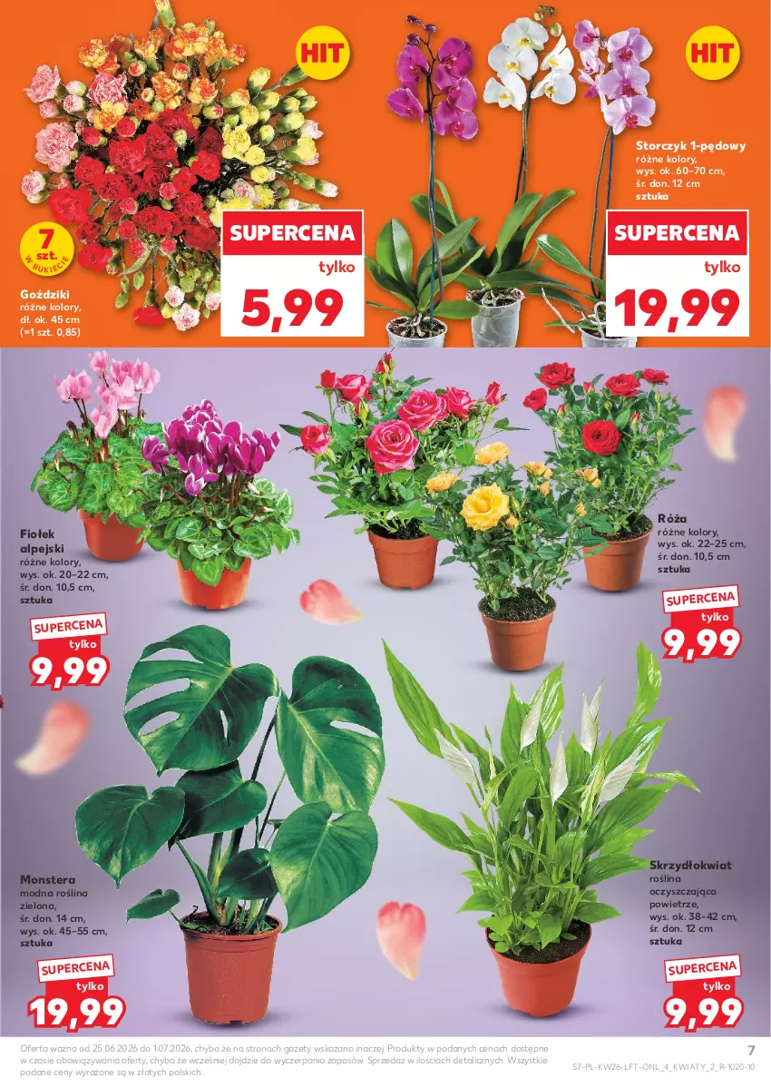 Gazetka promocyjna Kaufland - Gazetka tygodnia - ważna 25.06 do 01.07.2026 - strona 7 - produkty: Róża, Storczyk, Tera