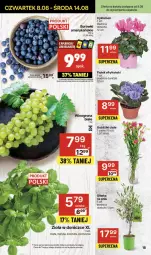 Gazetka promocyjna Delikatesy Centrum - NOWA GAZETKA Delikatesy Centrum od 8 sierpnia! 8-14.08.2024 - Gazetka - ważna od 14.08 do 14.08.2024 - strona 16 - produkty: Sok, Rum, Cyklamen, Kolendra, Winogrona, Bukiet, Bazyl, Bazylia, Wino, Mięta