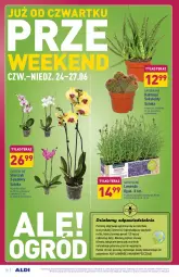 Gazetka promocyjna Aldi - Gazetka - ważna od 26.06 do 26.06.2021 - strona 24 - produkty: Sok, Gin, Gry, Kaktus, Tera, Storczyk, Sukulent