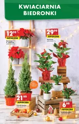 Gazetka promocyjna Biedronka - Gazetka - Biedronka.pl - Gazetka - ważna od 24.12 do 24.12.2022 - strona 11 - produkty: Ser, Poinsecja, Wazon, 